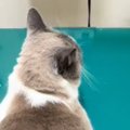 動物病院に連れてこられた猫→暴れるかと思いきや…診察台の上で見せた『ま…