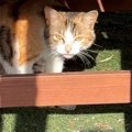 『毎日庭に遊びに来ていた野良猫』と仲良くなった結果…現在の様子が泣…