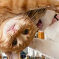 『ボツだけどなぜか捨てられない…』スマホの中に残っていた『猫たちの様子…