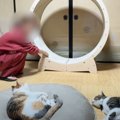猫たちがキャットホイールで遊ぶ姿を見たくて…飼い主さんがとった『衝撃の…