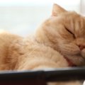 猫が暇そう？猫が退屈を感じた時の６つの仕草