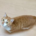 水入りペットボトルに猫避けの効果はあるのか？猫ちゃんで検証