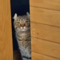 妹猫の『浮気現場』を目撃してショックを受けた様子の兄猫→後をついて…