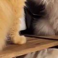 向かい合う２匹の猫→片方の『ポーズ』を見ると…まさかの光景に４万いいね…