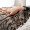 愛猫の生前から知っておきたい、ペット火葬の種類と信頼できる業者の…