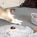 『ミラクルがすぎる』夢中になっておもちゃで遊んでいた猫→近くにあるベッ…