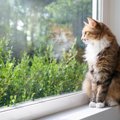 猫が『窓の外』をじっと見つめる理由5つ　考えられる心理から飼い主が…