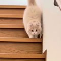 両足を揃えて1段ずつ階段をおりていた子猫→見違えるほど成長した『現在の…