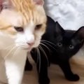 保護された黒猫→先住猫のことが大好きになった結果…かわいすぎる行動に癒…