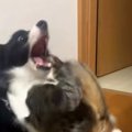 生後6か月の子猫→犬に狙いを定めると…まさかの『狙った場所』とじゃれ…