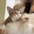 「ママの膝は僕のもの！」どうしても乗りたい子猫ちゃん♡