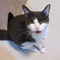 お留守番していた猫→飼い主さんが帰ってくると…『文句が止まらない光景』…