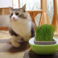 突然の猛ダッシュ！？食後にどこかへ走っていく猫ちゃん！