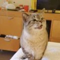 猫の出そうで出ないくしゃみ！絶妙なタイミングに爆笑！