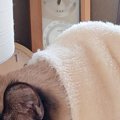 寒い冬、猫に『毛布』をかけてあげると…まるで人間のような『まさかの行動…