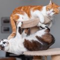 猫が毎晩『大運動会』を開催する4つのワケ　激しくて困っているときの…