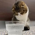 シュワシュワ炭酸水！猫さんたちはどんな反応をする？