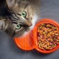 猫の寿命を縮める「ご飯のNGな与え方」4選　長生きしてもらうためには…