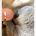 気持ちよさそうに眠る猫→マイクを口元に近づけてみたら…猫とは思えない『…