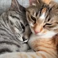 仲良しすぎる猫ちゃんたち！ぎゅっと抱き合って眠るふたりの仕草がた…