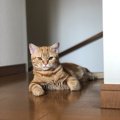 いつもクールな猫の本当の気持ち３つ