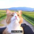 猫は「お手」を覚える！？「お散歩」は？？ 愛猫の個性を見極めて！