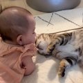 子猫と赤ちゃんが出会って3日目…種を超えた愛を感じる行動に『尊すぎ…