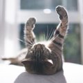 猫にとって『日向ぼっこ』が欠かせない理由3つ　心身にもたらす良い影…