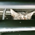 子猫がハイブリッド車のボンネットから出られない…！救助劇の一部始終