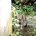 山奥に捨てられた猫に『必ず迎えに来る』と約束してから２年…まさかの…