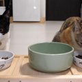 待ちきれない～！新しいご飯で猫ちゃんテンションMAX♪