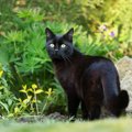 最後の生き残りだった「国会議事堂の猫」、17歳で亡くなる　過去には首相…
