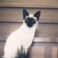 「途中で入れ替わった？ｗ」お家に迎えたときは白い部分があった猫…『…