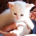 元気に遊ぶ赤ちゃん猫→『おばあちゃんの膝の上』に向かうと……ほっこり…