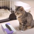 どこかにきっと何かがあるはず…！諦めない猫ちゃん