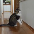 ドタンバタン！虫を追いかけ走る大柄猫ちゃん