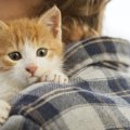 猫を衝動的に買った人が陥りやすいこと３つ