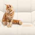 猫が『スプレー行為』をする4つの理由とやめてもらう方法　キツイ匂い…