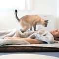 『多分、逆効果だよ』朝に友人を起こそうとする猫を見てみると……まさかの…