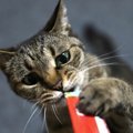 猫が『思わずウットリしてしまう匂い』3選