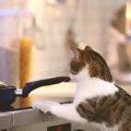 『キッチン』で起きる猫のトラブル3選　コンロ、包丁…猫にとっては危険が…