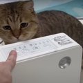 ストーブ求む！ホカホカが欲しい猫ちゃんの圧