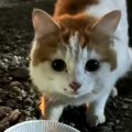 『おうちに入りたい』寒い外で『網戸に引っかかっていた猫』が保護さ…