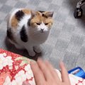 遠慮してなかなかベッドに上がってこなかった三毛猫が、次の瞬間…『たまら…
