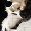 仲良くいっしょに眠っていた2匹の猫→『おてて』を見たら…思わず撮影し…