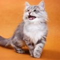 愛猫の不思議な『ぷるる～』という鳴き声の意味4選　かわいい気持ちが…