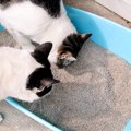 猫がうんざりしてしまう『トイレ環境』5つ　健康トラブルに繋がること…