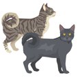 【獣医師監修】アメリカンリングテイルってどんな猫？猫種の性格や飼う前…
