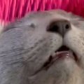 猫のおでこを優しくブラッシングしていると…思わず頬が緩む『たまらない表…