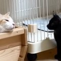先住猫が箱の中で眠っていると、保護子猫がやってきて…思わず涙がでるほど…